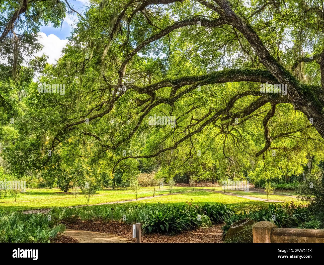 Les arbres rétro-éclairés dans les jardins de Bok Tower est un monument historique national sur le registre national des lieux historiques au sommet de Iron Mointain dans le lac Wales Florid Banque D'Images