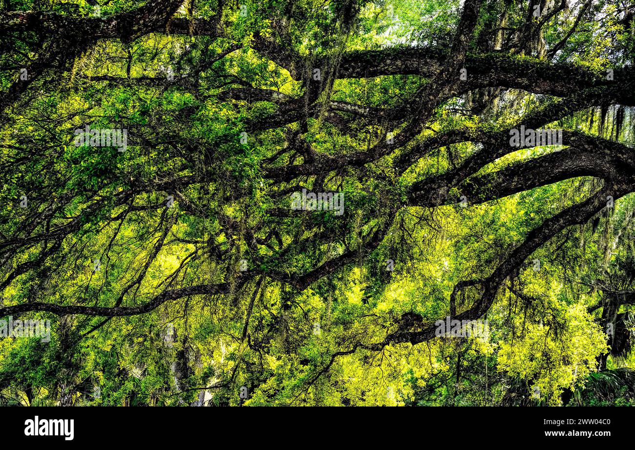 Les arbres rétro-éclairés dans les jardins de Bok Tower est un monument historique national sur le registre national des lieux historiques au sommet de Iron Mointain dans le lac Wales Florid Banque D'Images