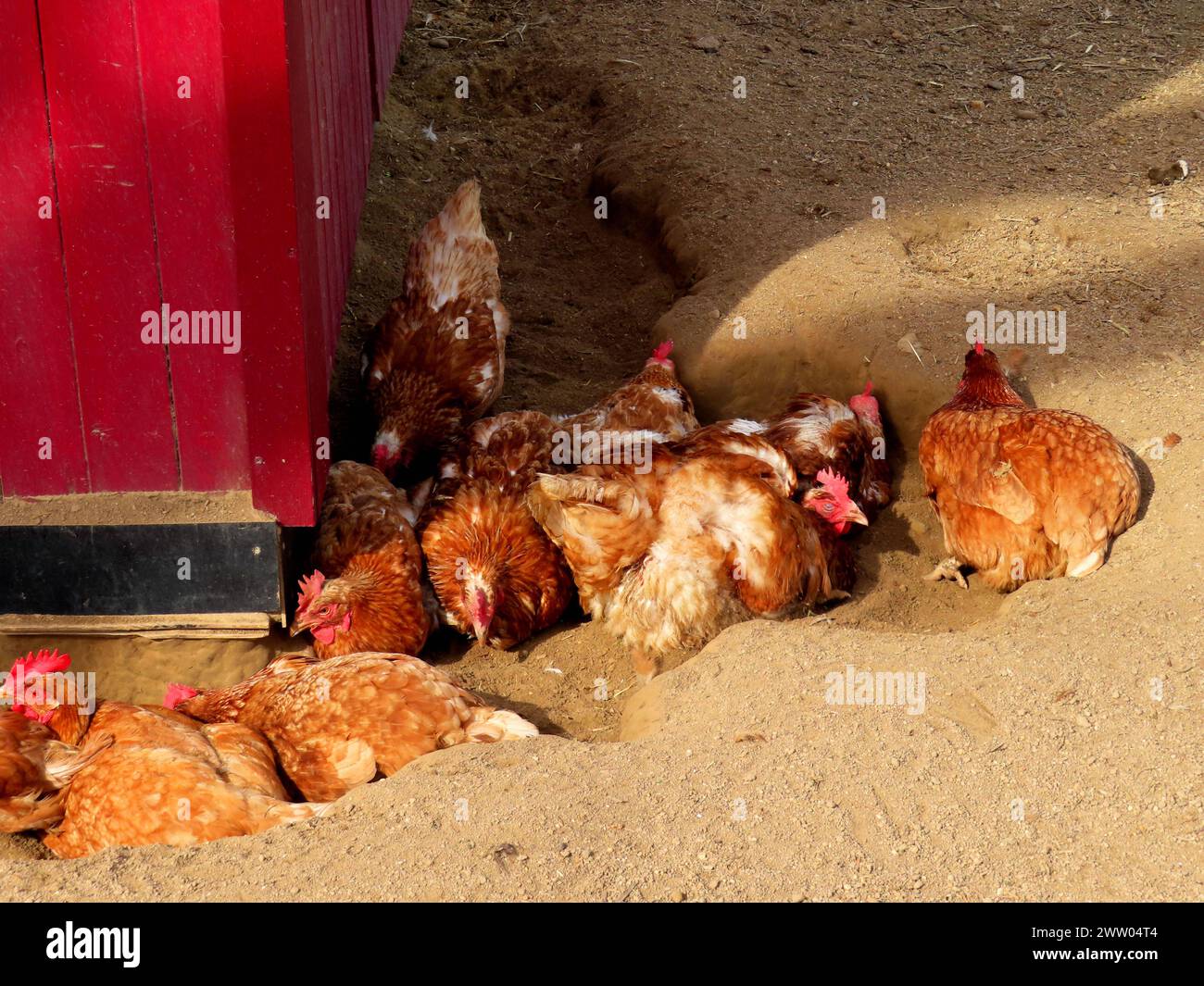 ich wollt ich waer ein Huhn... Sandbaeder sind fuer Huehnervoegel unabdingbar - wer sich die Eierleger halten moechte, muss diesem Anspruch der HuehnerRechnung tragen Gefluegel im Sandbad *** je souhaite être un poulet bains de sable sont indispensables pour les poules si vous voulez garder des couches d'oeufs, vous devez répondre aux demandes des poules de volaille dans un bain de sable Banque D'Images