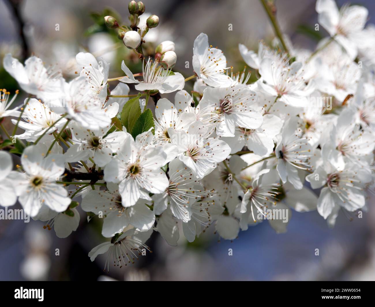 Prune cerise, prune myrobalane, Prunus cerasifera, Kirschpflaume, Myrobolan, cseresznyeszilva, mirabolán, Budapest, Hongrie, Magyarország, Europe Banque D'Images