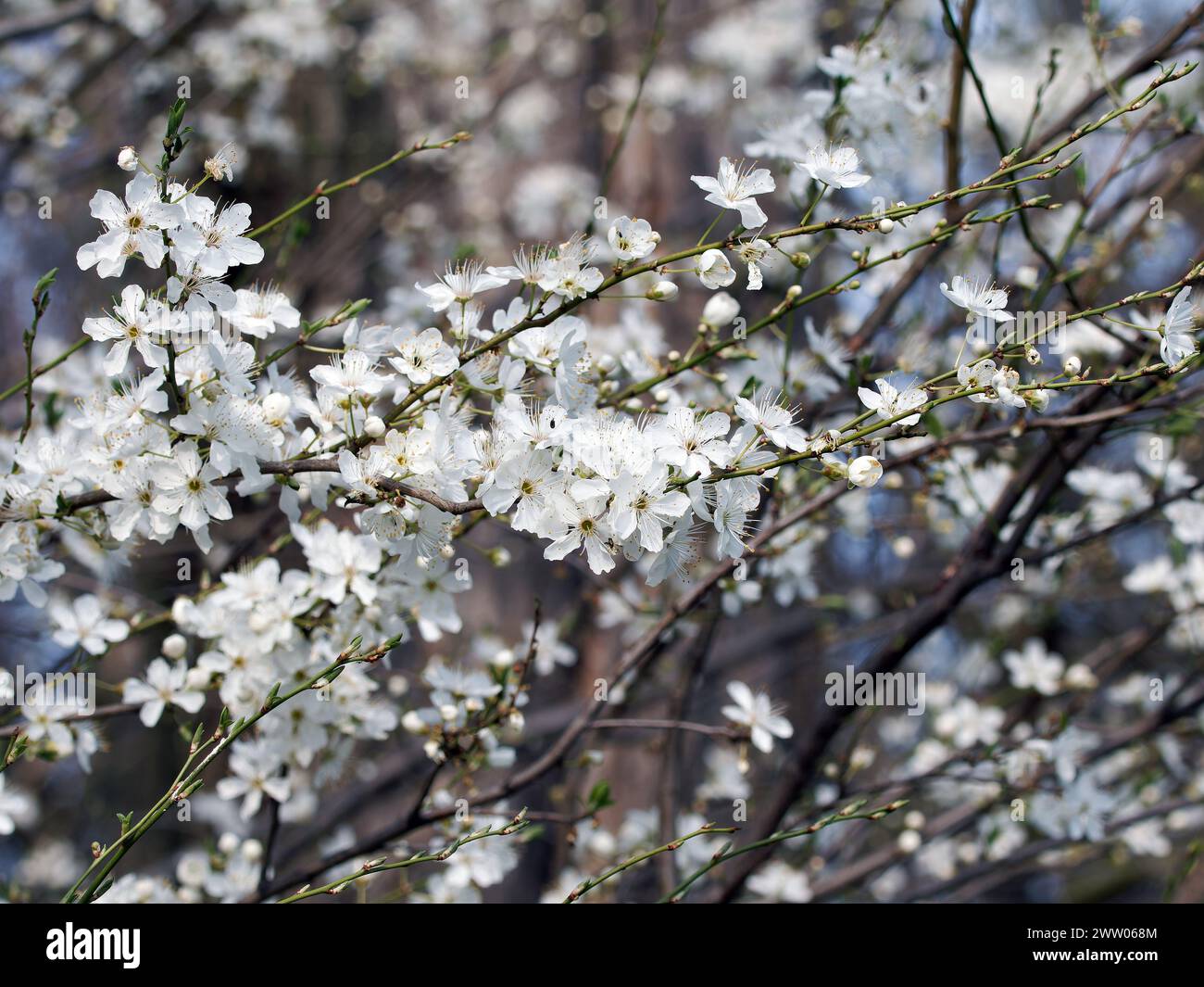 Prune cerise, prune myrobalane, Prunus cerasifera, Kirschpflaume, Myrobolan, cseresznyeszilva, mirabolán, Budapest, Hongrie, Magyarország, Europe Banque D'Images