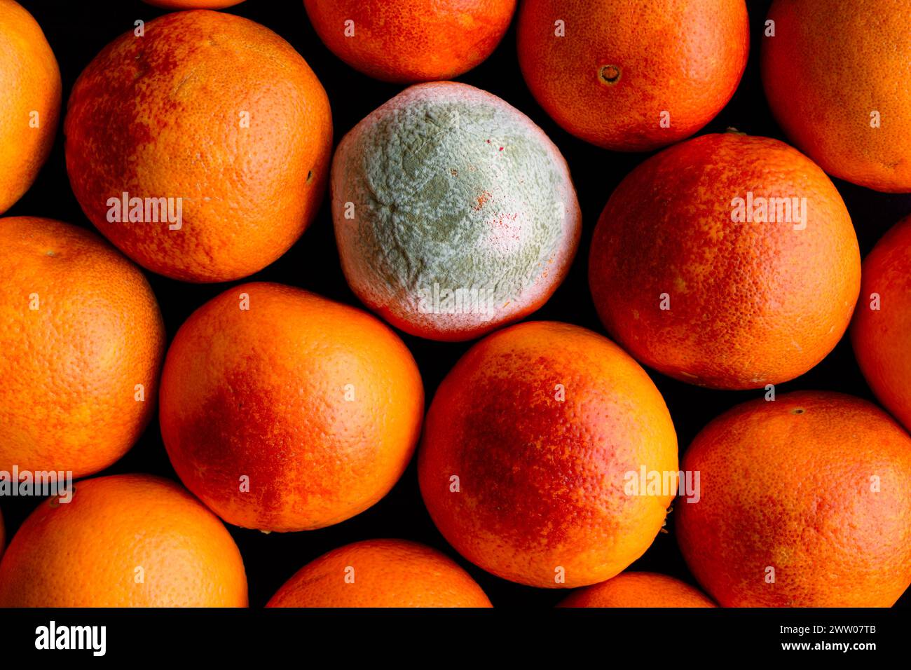 Orange sanguine moisie dans un groupe d'oranges sanguines : vue aérienne de plusieurs oranges framboises entières avec un agrume pourri dans le bouquet Banque D'Images