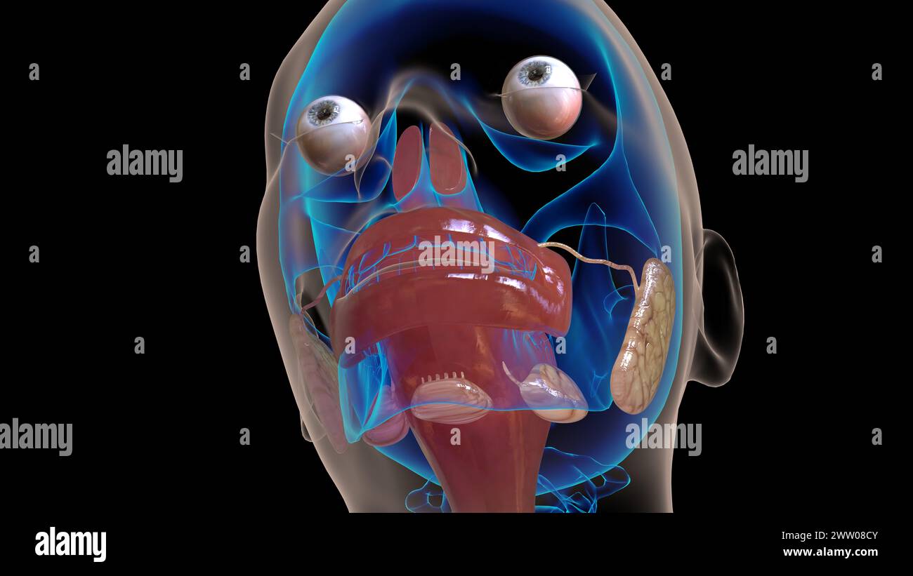 Anatomie de l'oesophage humain pour l'illustration 3D du concept médical Banque D'Images