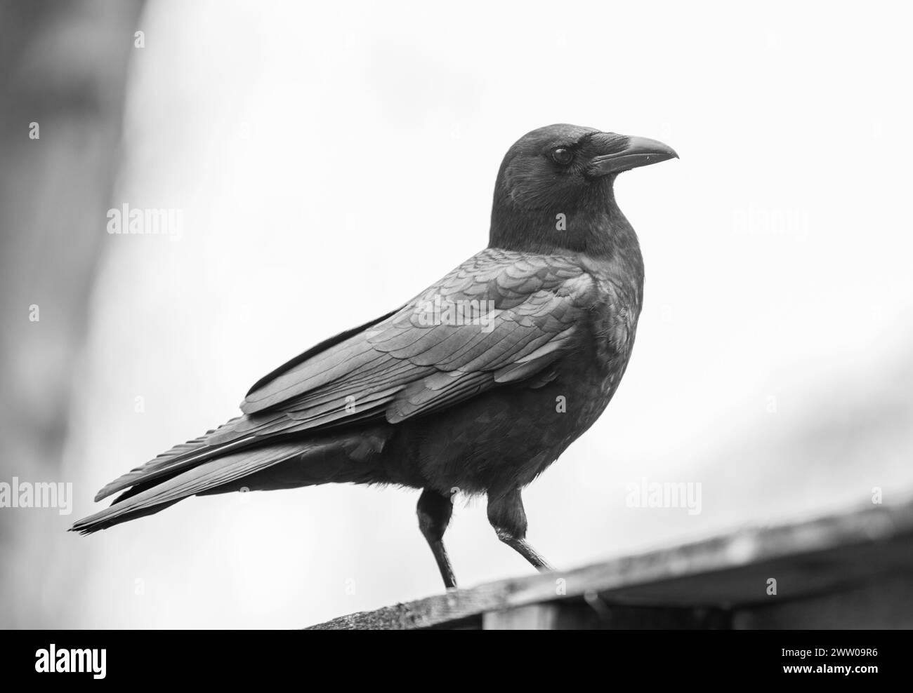 Corbeaux dans leur environnement naturel Banque D'Images