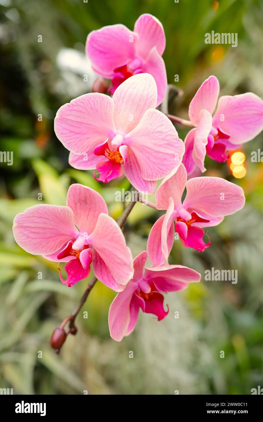 Une image rapprochée de jolies fleurs uniques mises en valeur par la lumière naturelle entourée d'un fond feuillu. Banque D'Images
