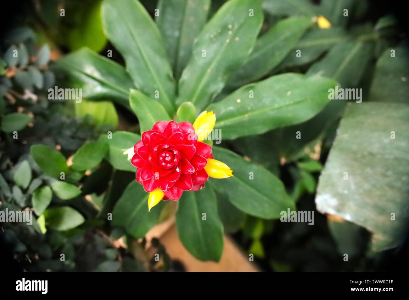 Une image rapprochée de jolies fleurs uniques mises en valeur par la lumière naturelle entourée d'un fond feuillu. Banque D'Images