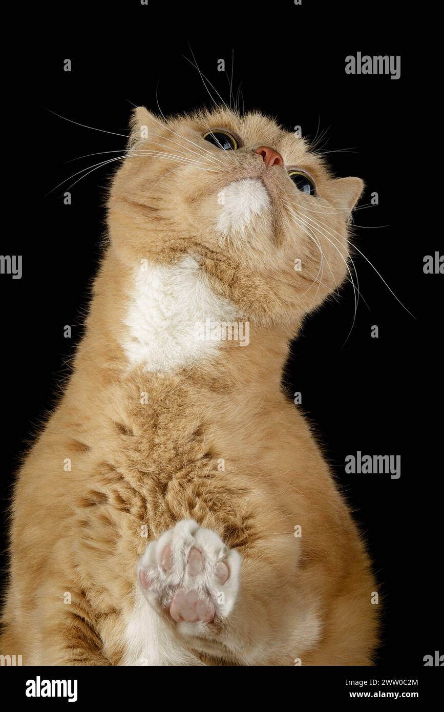 Portrait vertical d'un chat doré rêveur sur fond noir. Banque D'Images