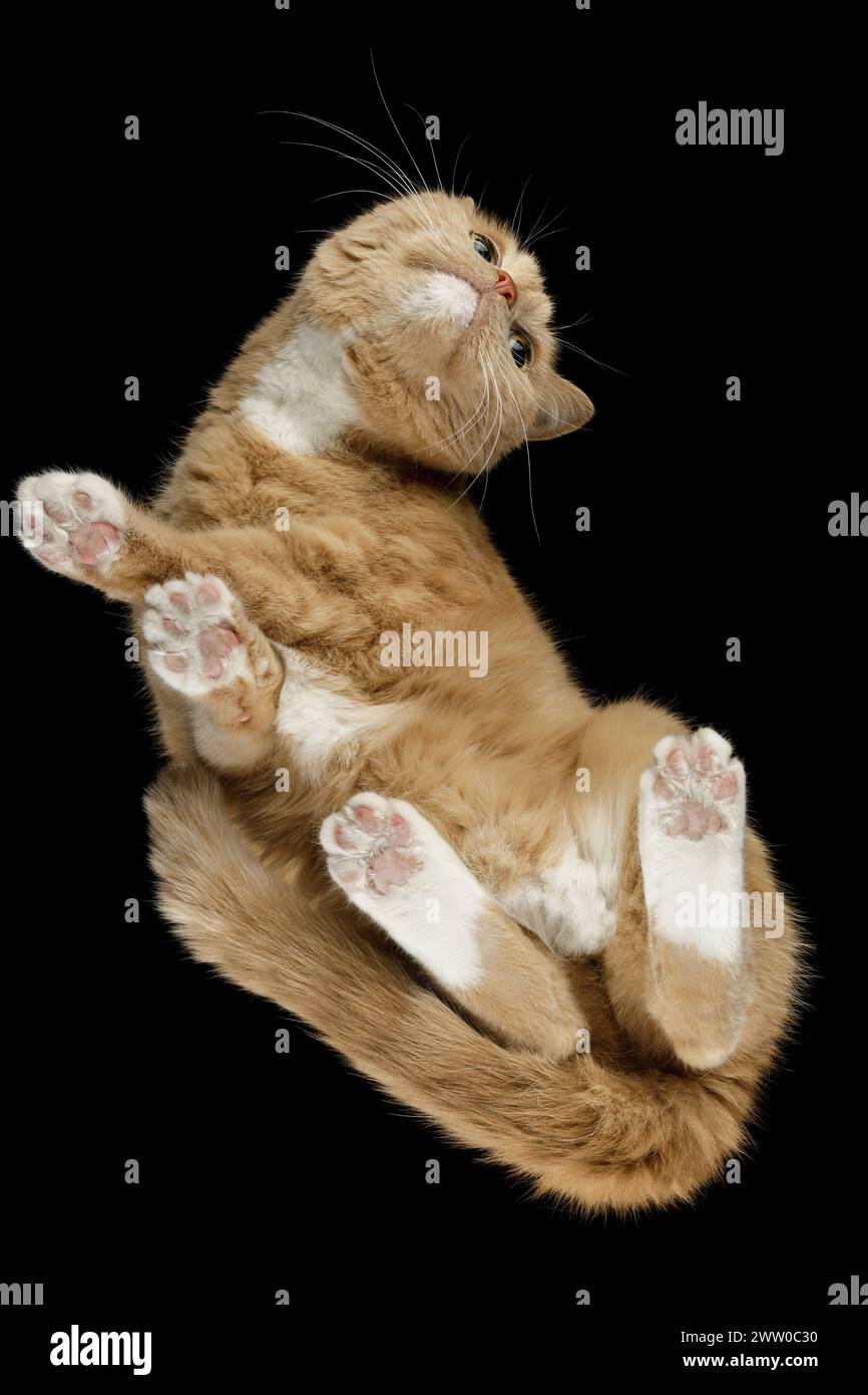 Portrait d'un chat orange marchant sur un verre sur un fond noir. Banque D'Images