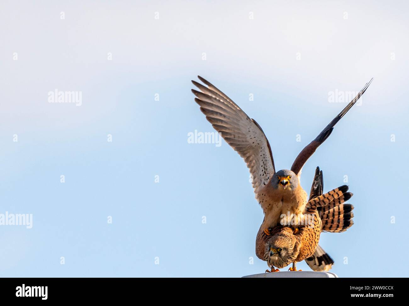 Bulgarie Lekvo Saker Mountians 20 mars 2024 ; petits Cestrels très rares dans le pays et protégés par la loi sur la biodiversité. Catégorie de préoccupation de conservation avec moins de 50 couples reproducteurs, petites espèces de faucons un allié utile de l'agriculteur dans la lutte contre les ravageurs dans les paysages agricoles :Clifford Norton Alamy Live News Banque D'Images