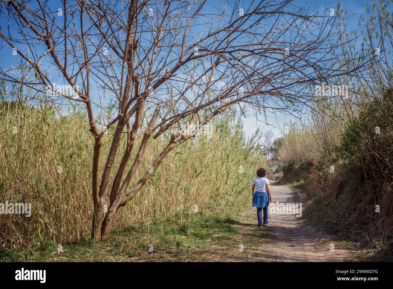 Femme seule marchant le long du chemin de terre plein de roseaux et de végétation, sur la rive de la rivière Mijares, Villarreal, Communauté valencienne, Espagne, Europe Banque D'Images