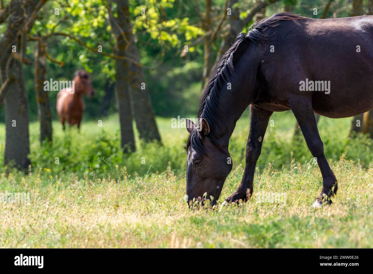 chevaux qui paissent dans les champs, forêt de letea, roumanie, delta du danube Banque D'Images