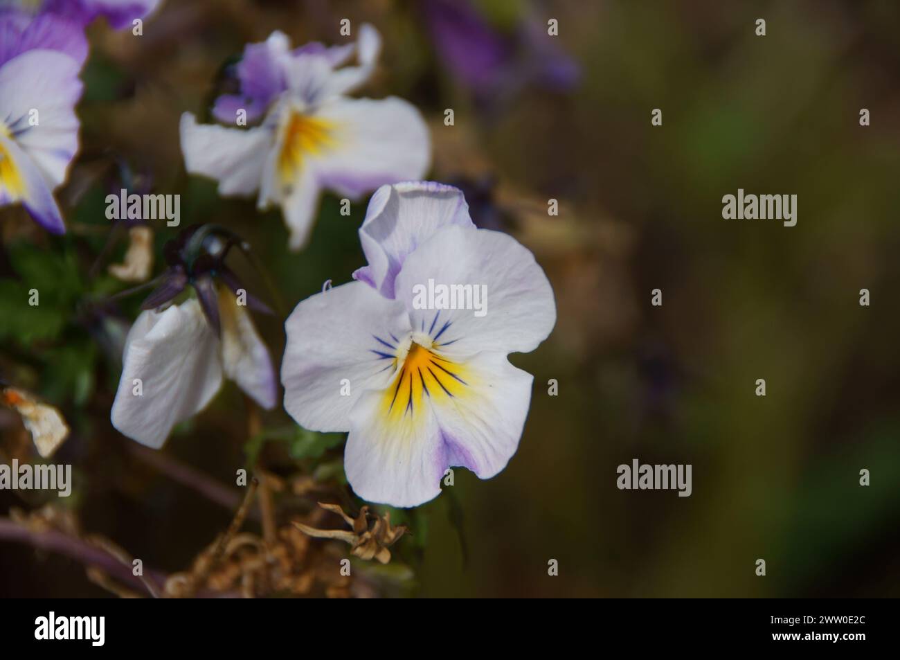 Une collection de pansies, Marguerites et Roses Banque D'Images