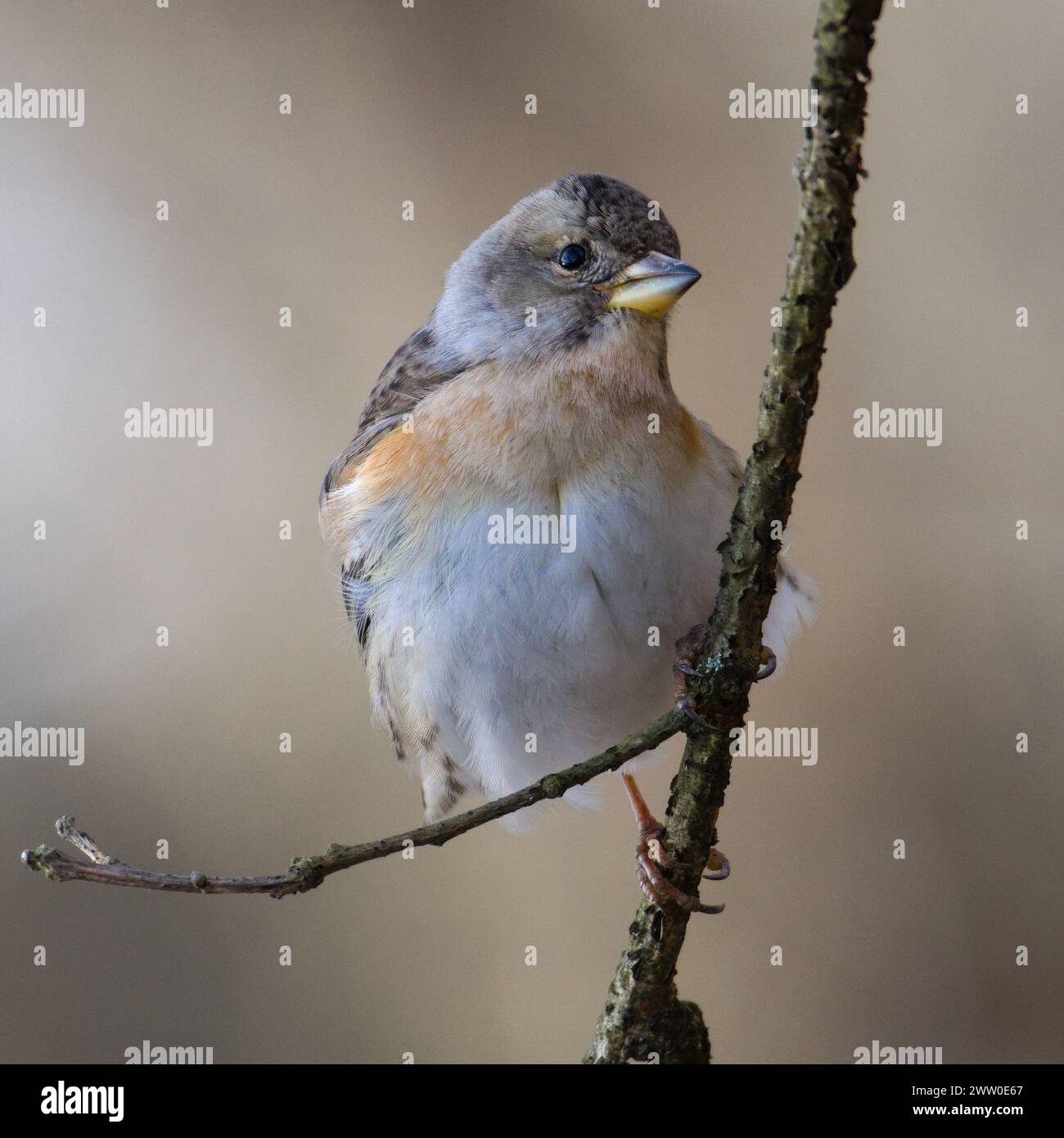 Fringilla montifringilla aka The Broubling. Petit oiseau passereau perché sur la branche de l'arbre. Banque D'Images