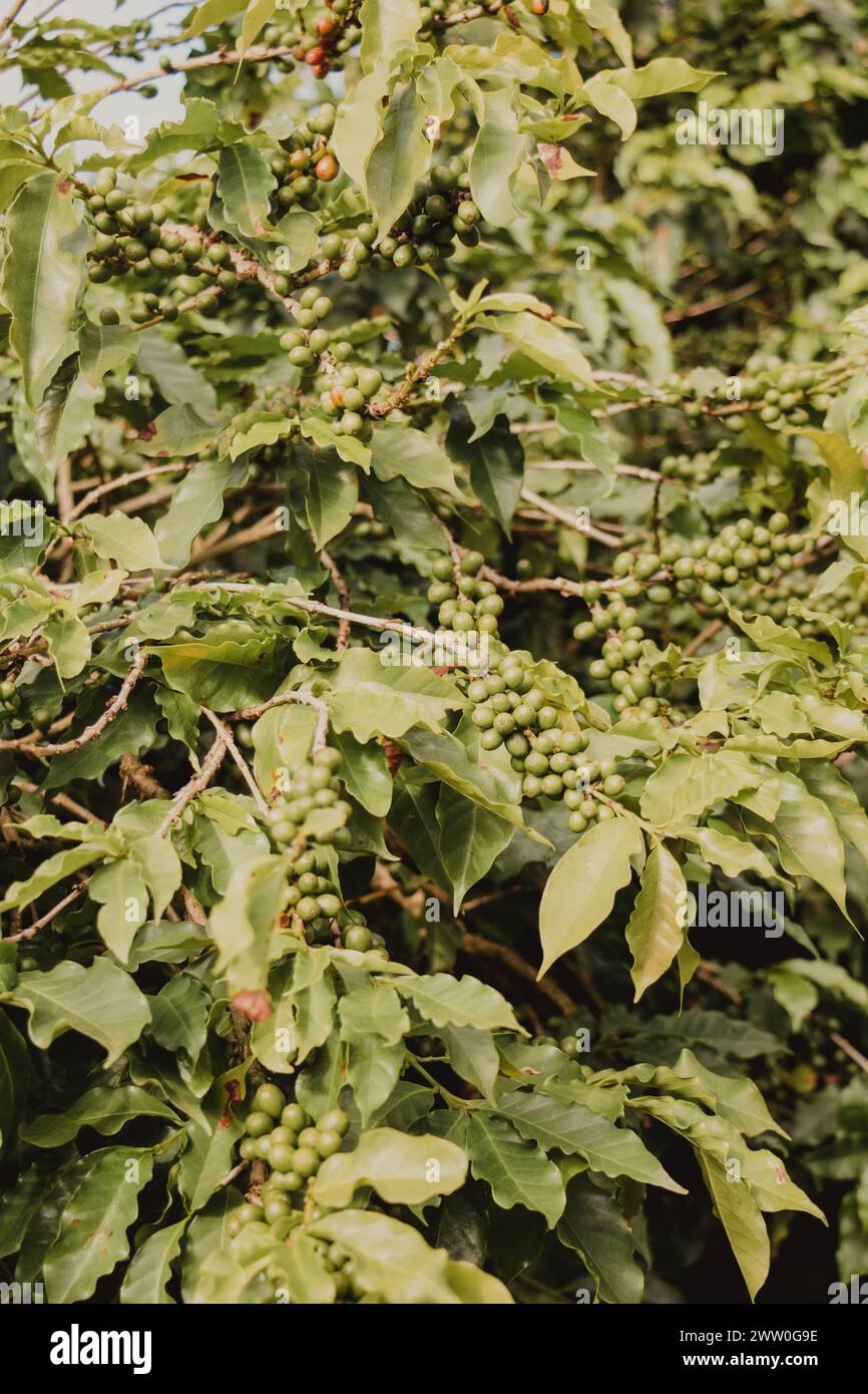 grains de café verts dans la brousse Banque D'Images