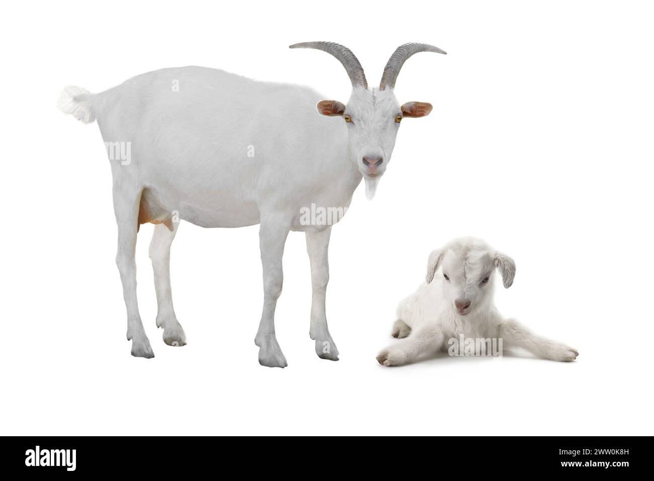 Chèvres isolées sur un fond blanc Banque D'Images