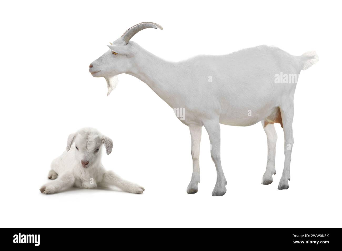 Chèvres isolées sur un fond blanc Banque D'Images