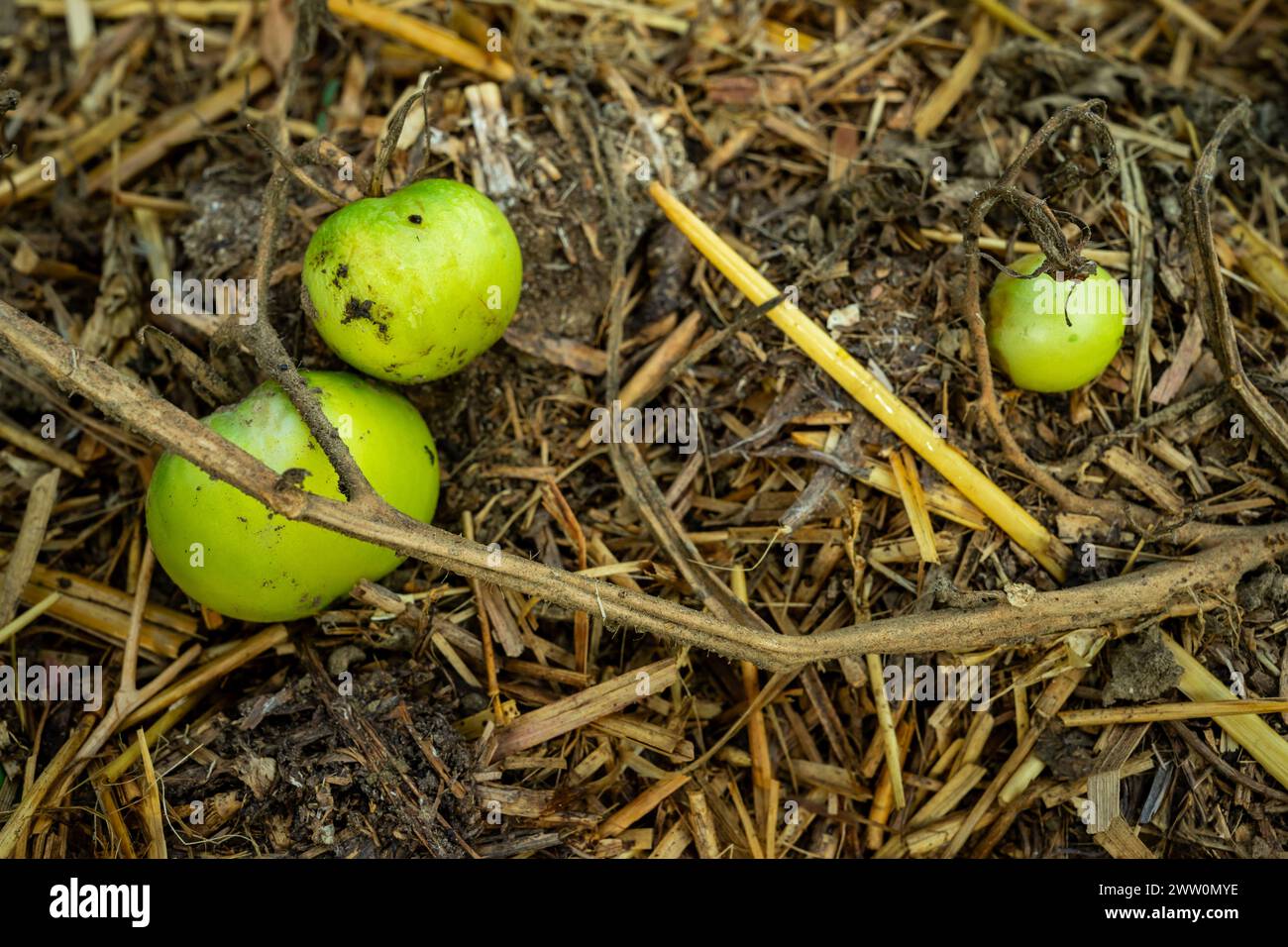 Mort des tomates malades. Tomates vertes sur un buisson sec. Banque D'Images