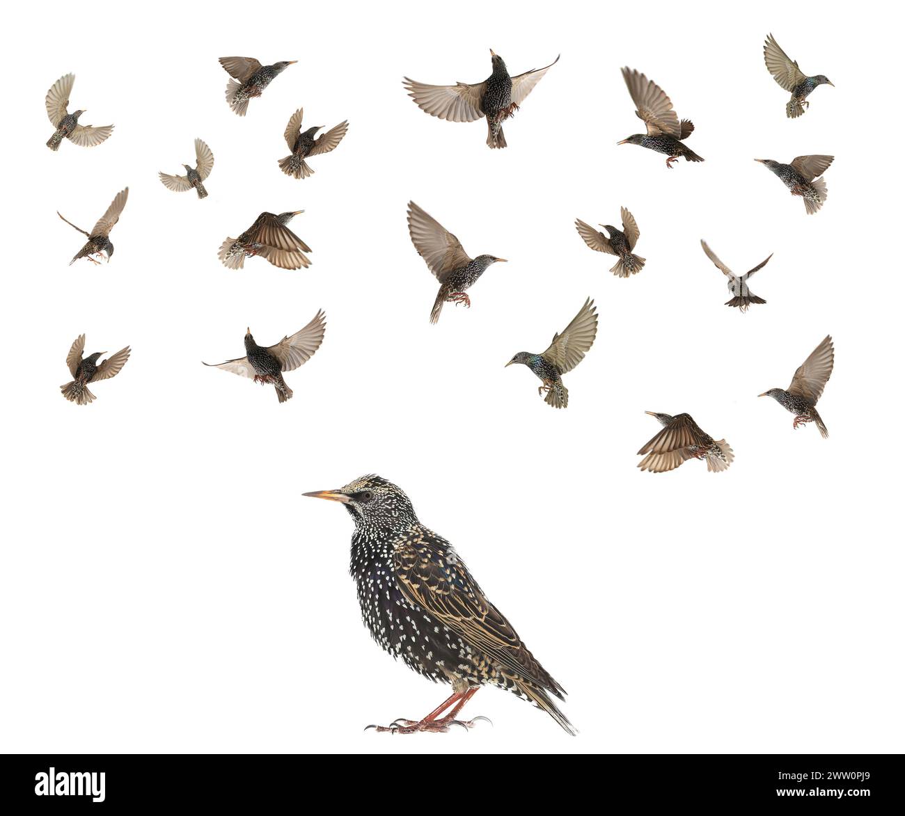 starling en vol (Sturnus vulgaris) isolé sur blanc. Prise de vue en studio. Banque D'Images