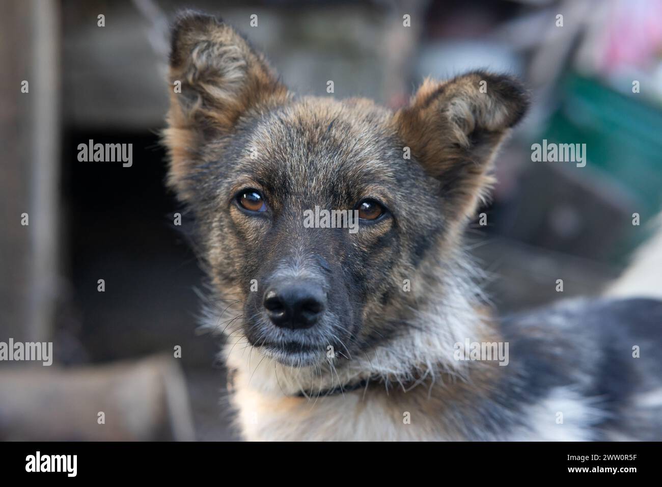 Gros plan d'un visage sérieux d'un chien domestique. Banque D'Images