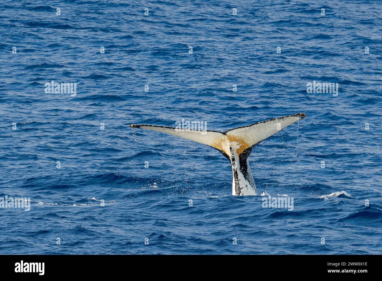 Antarctique, baleine à bosse. 64°40,55 S 161°05,68 E. Banque D'Images