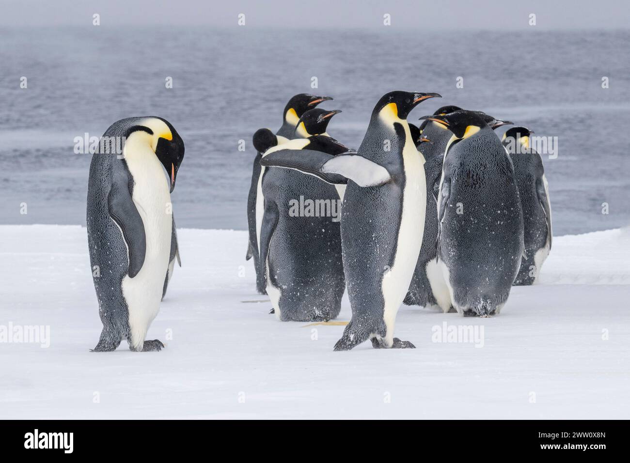 Antarctique, mer de Ross, détroit de McMurdo le long de la lisière glaciaire rapide à 77° 52,40 S 166° 42,44 E. manchots empereurs (Aptenodytes fosteri) -25°c. Banque D'Images