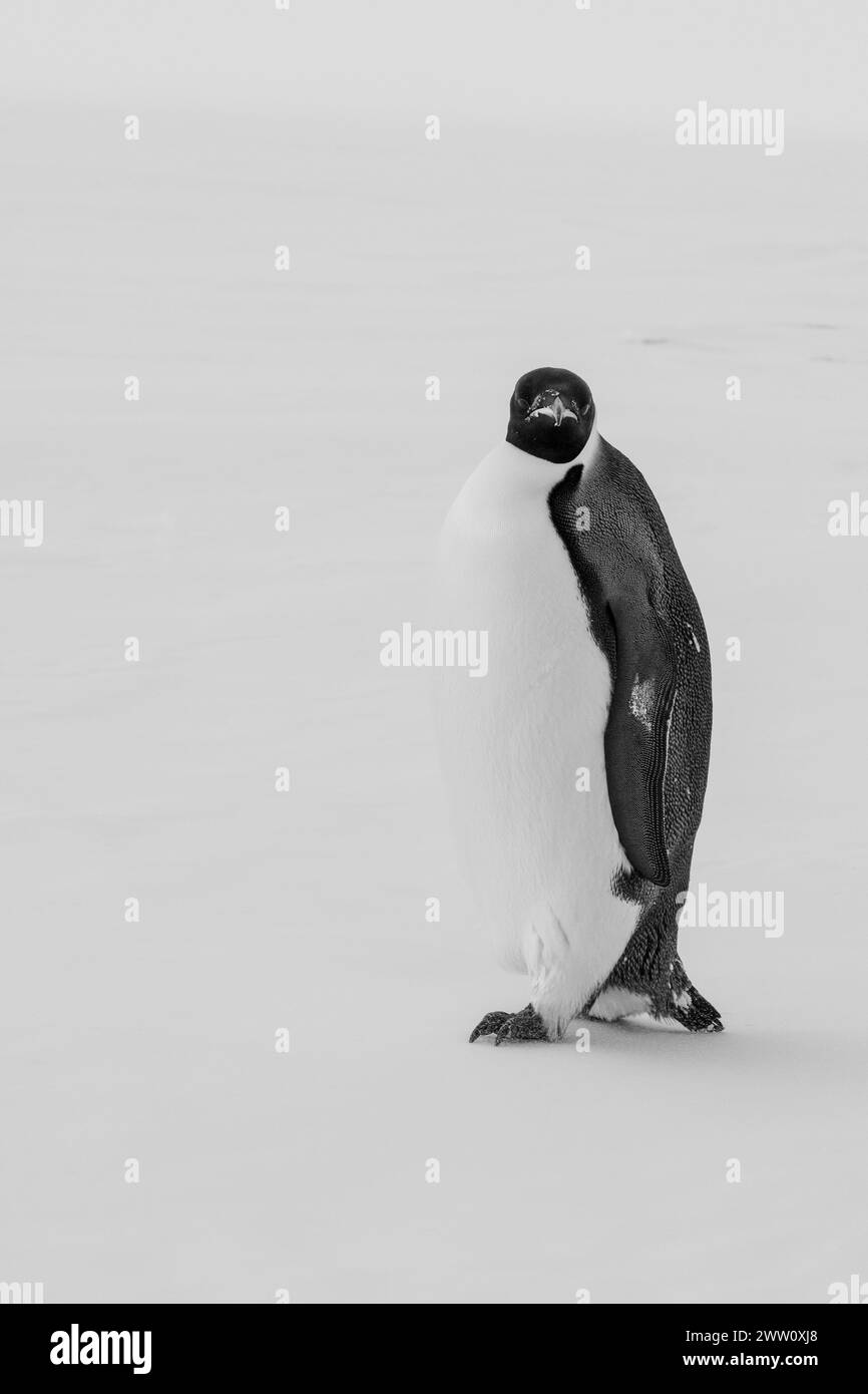 Antarctique, mer de Ross, détroit de McMurdo le long de la lisière glaciaire rapide à 77° 52,40 S 166° 42,44 E. manchots empereurs (Aptenodytes fosteri) -25°c. Banque D'Images