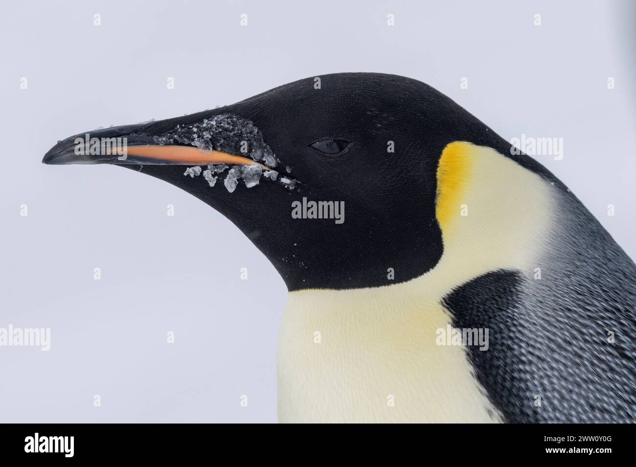 Antarctique, mer de Ross, détroit de McMurdo le long de la lisière glaciaire rapide à 77° 52,40 S 166° 42,44 E. manchots empereurs (Aptenodytes fosteri) -25°c. Banque D'Images