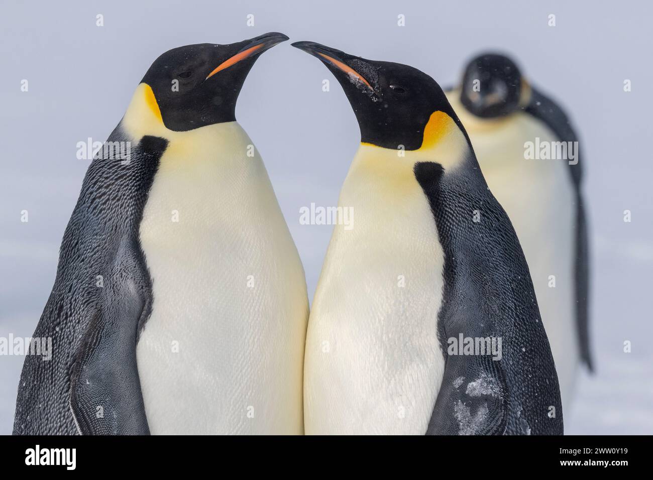 Antarctique, mer de Ross, détroit de McMurdo le long de la lisière glaciaire rapide à 77° 52,40 S 166° 42,44 E. manchots empereurs (Aptenodytes fosteri) -25°c. Banque D'Images