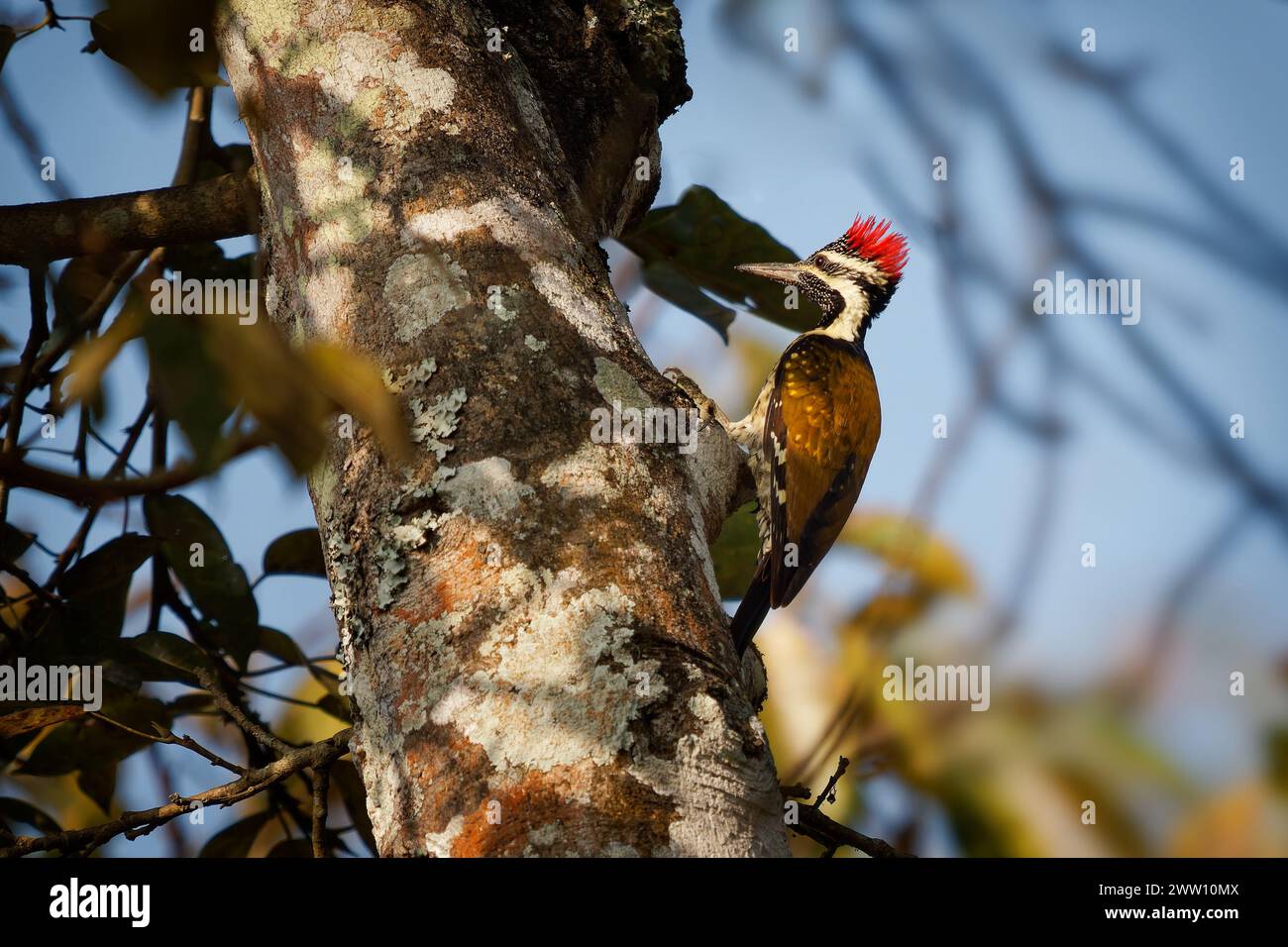 Black-Rumped Flameback aussi petit pic doré ou petit doré - Dinopium benghalense, oiseau coloré trouvé dans le subcontinen indien Banque D'Images