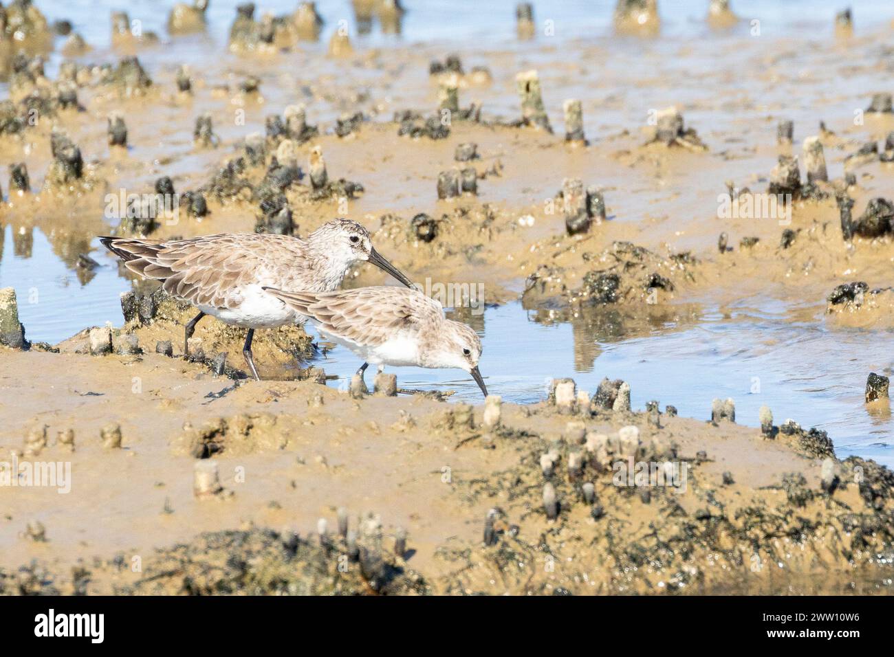 Petit passage (Calidris minuta) avec Curlew Sandpiper, Velddrif, Berg River estuaire, West Coast, Western Cape, Afrique du Sud Banque D'Images