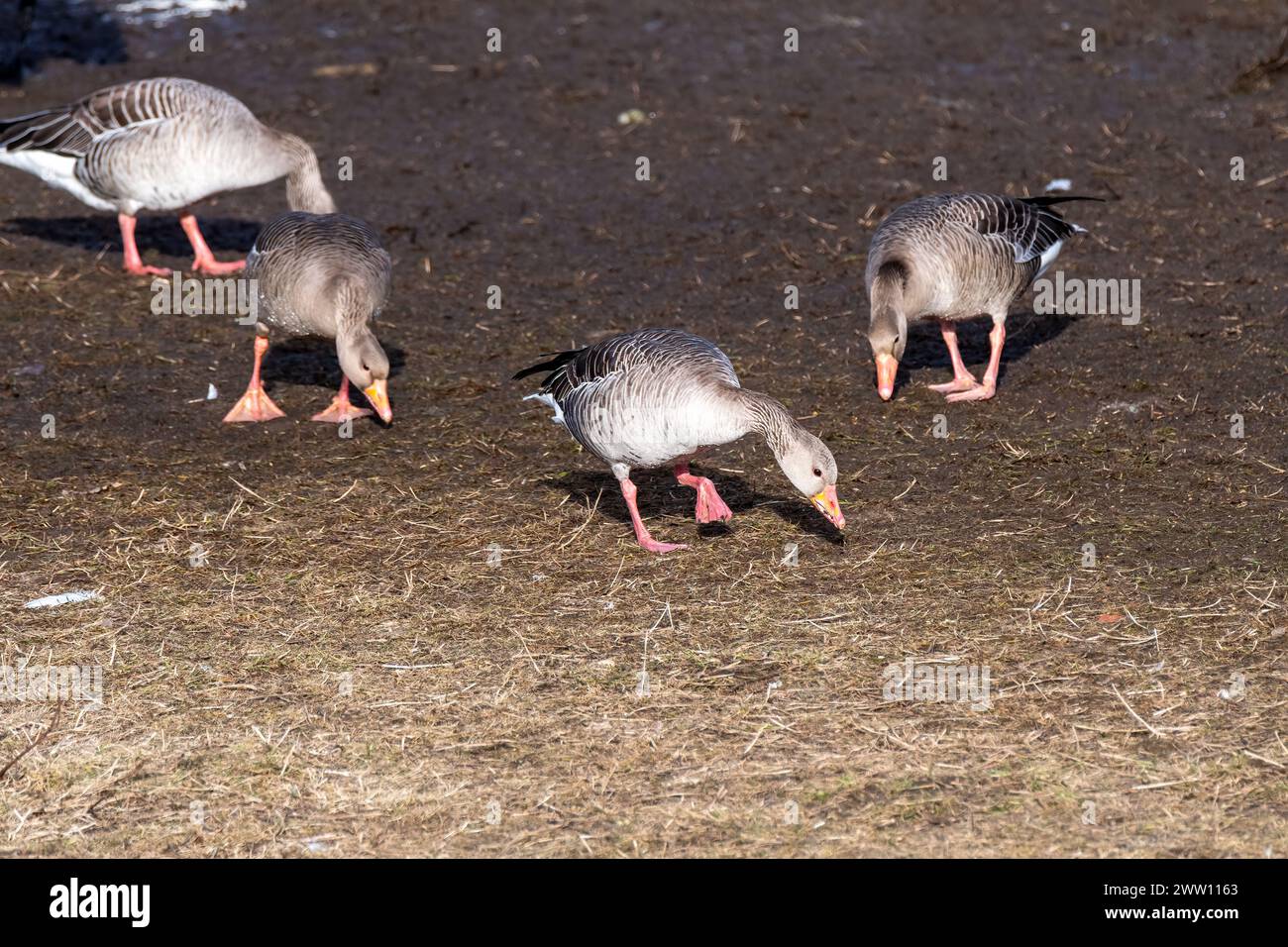 Groupe de Greylag Goose à la recherche de nourriture Banque D'Images