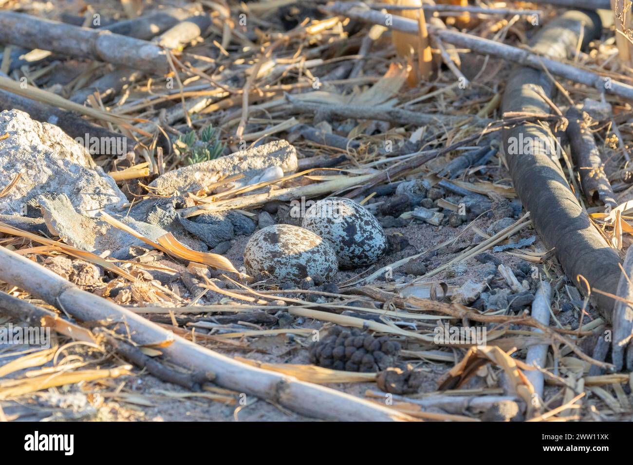 Nid tacheté à genou épais (Burhinus capensis) avec œufs, Velddrif, côte ouest, Afrique du Sud. Le nid est une simple raclure dans le sol. Banque D'Images