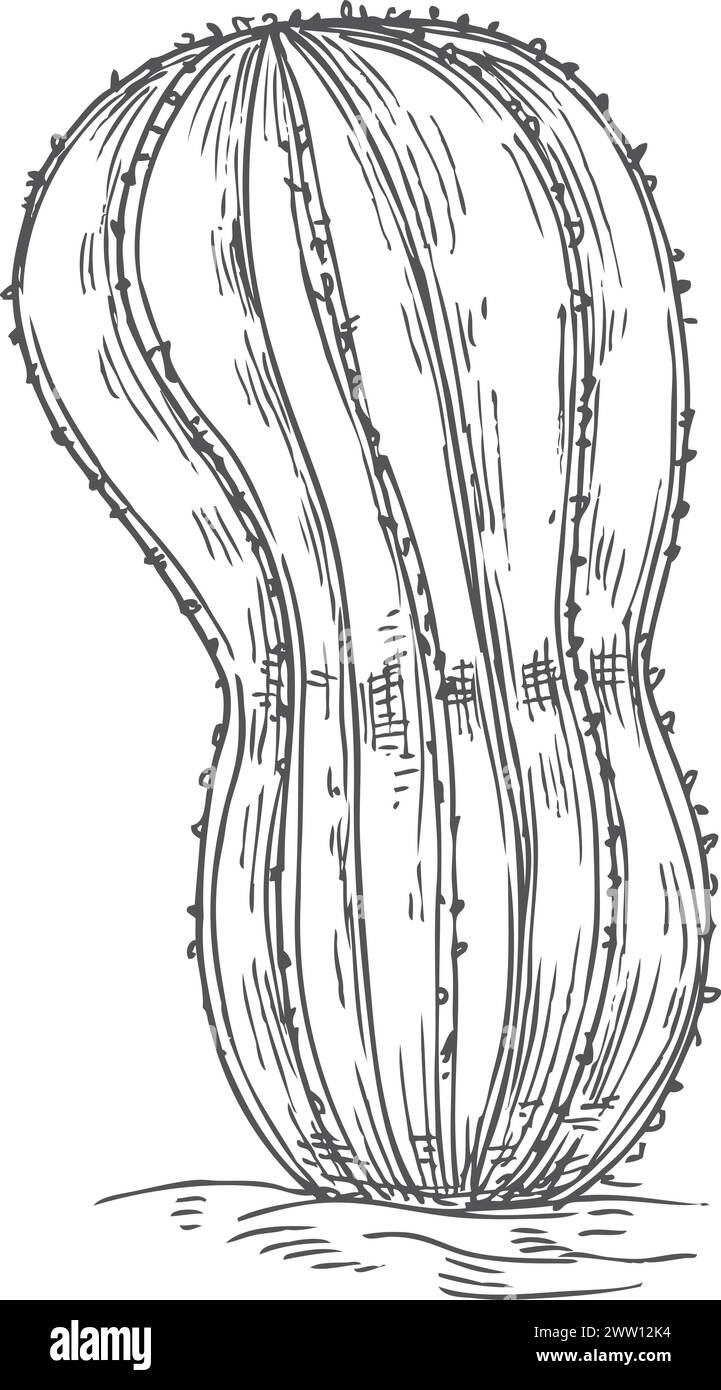 Croquis de cactus. Plante succulente du désert dessinée à la main Illustration de Vecteur