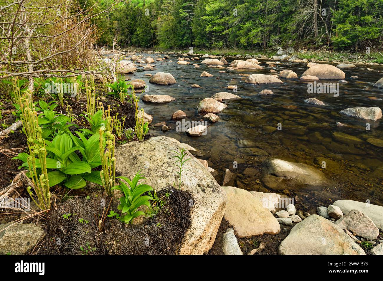 Fiddleheads et faux hellebore au bord de la rivière Sacandaga, Adirondack Park, New York Banque D'Images