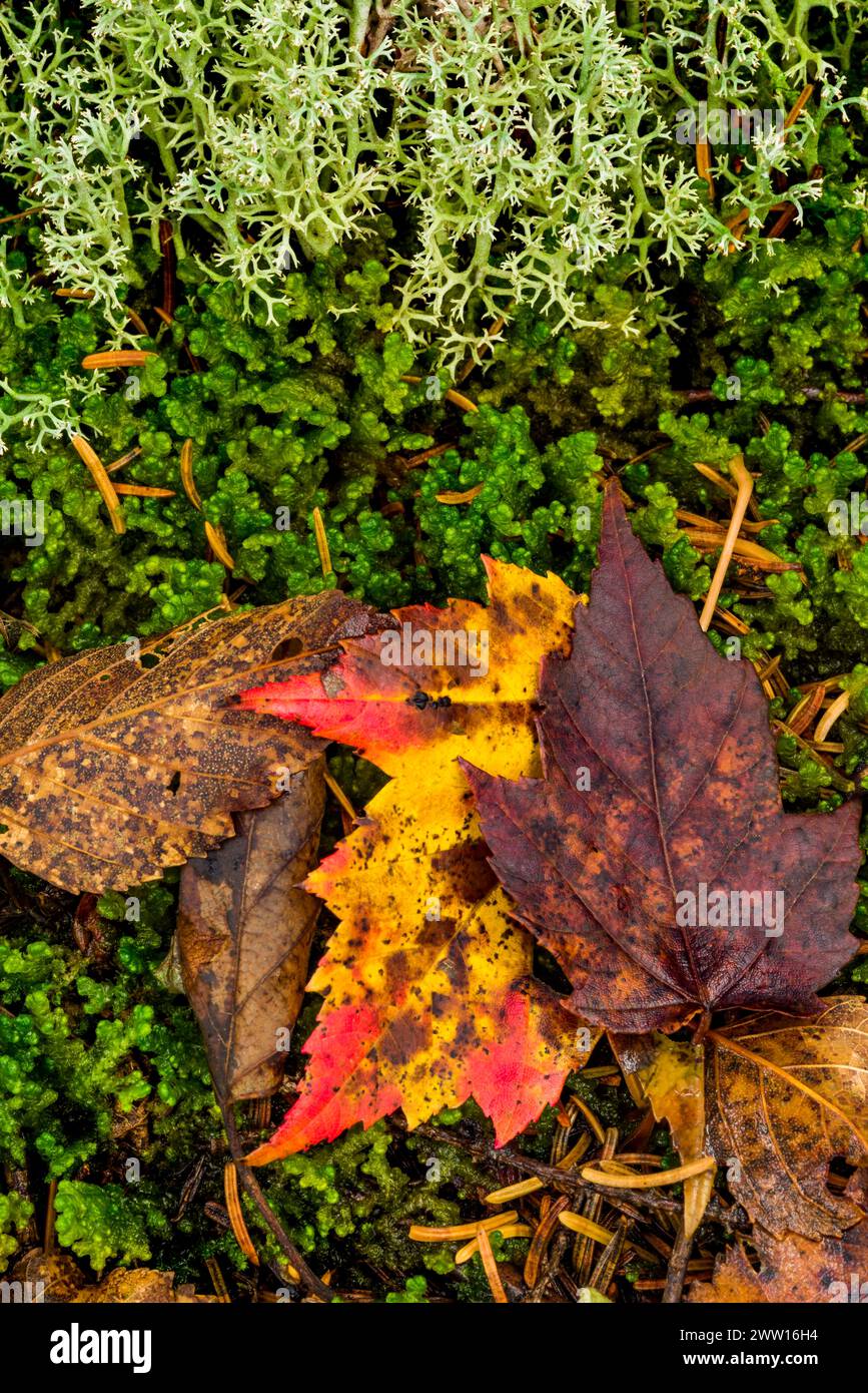 Mousse, lichen et feuilles d'automne sur un plancher forestier boisé, White Mountain National Forest , New Hampshire Banque D'Images