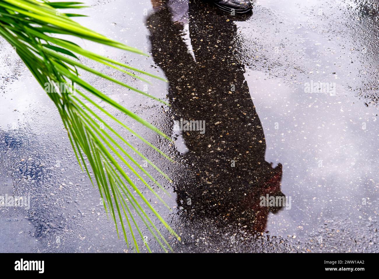 Salvador, Bahia, Brésil - 14 avril 2019 : le reflet du peuple catholique est vu sur le sol humide pendant la célébration du dimanche des Rameaux dans la ville de Salvad Banque D'Images
