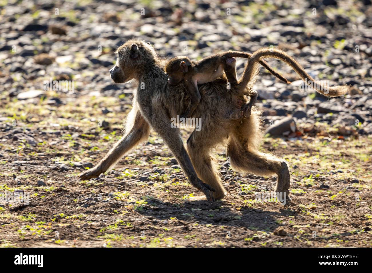 Babouin et mère marchant au Botswana, Afrique Banque D'Images