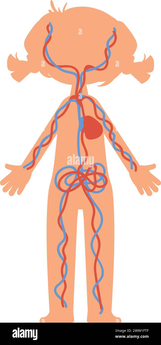 Système de circulation sanguine dans le corps de l'enfant. Illustration pédagogique Illustration de Vecteur