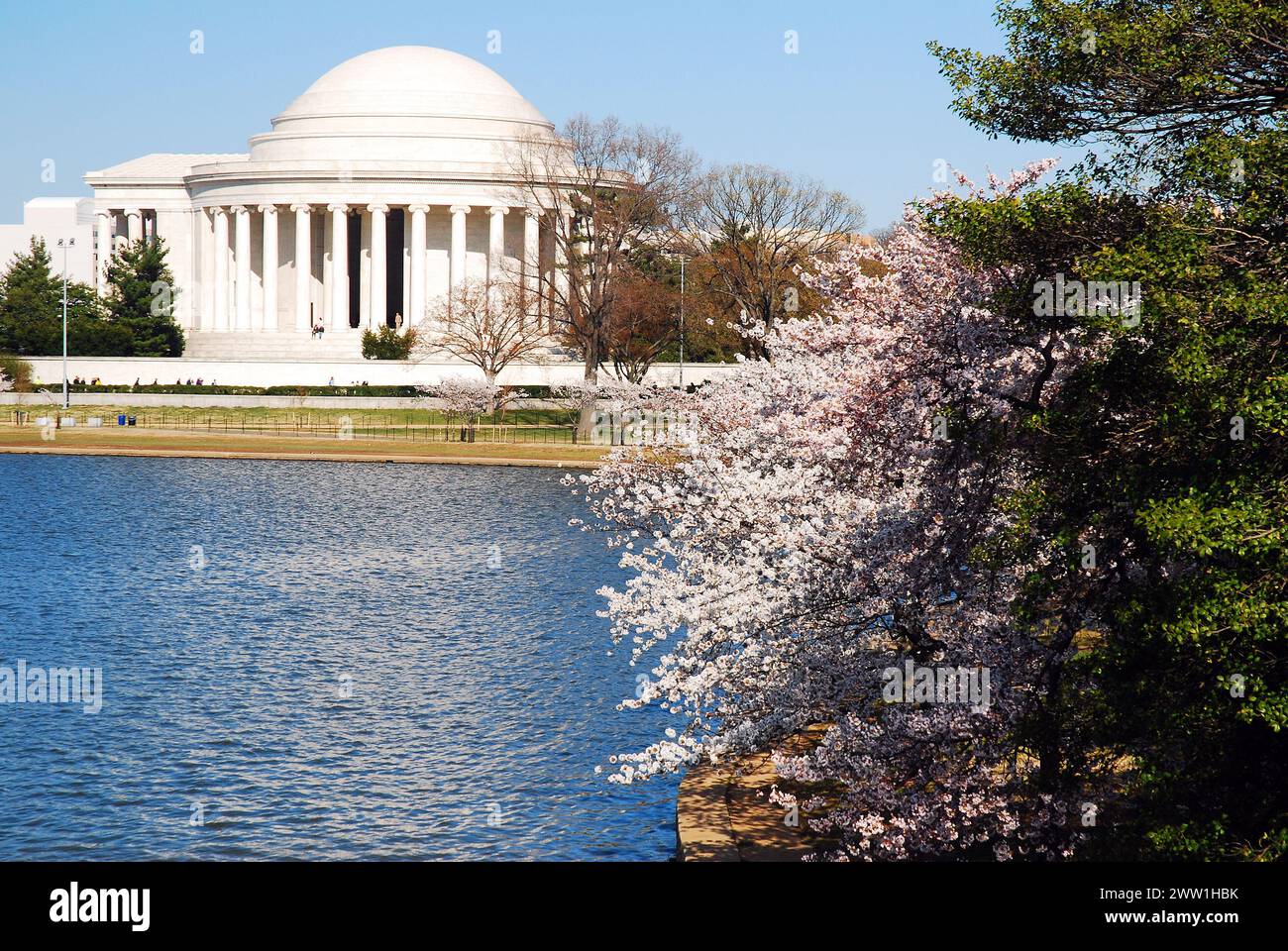 Un jour de printemps à Washington DC, les cerisiers fleurissent autour du Tidal Bason près du Jefferson Memorial Banque D'Images