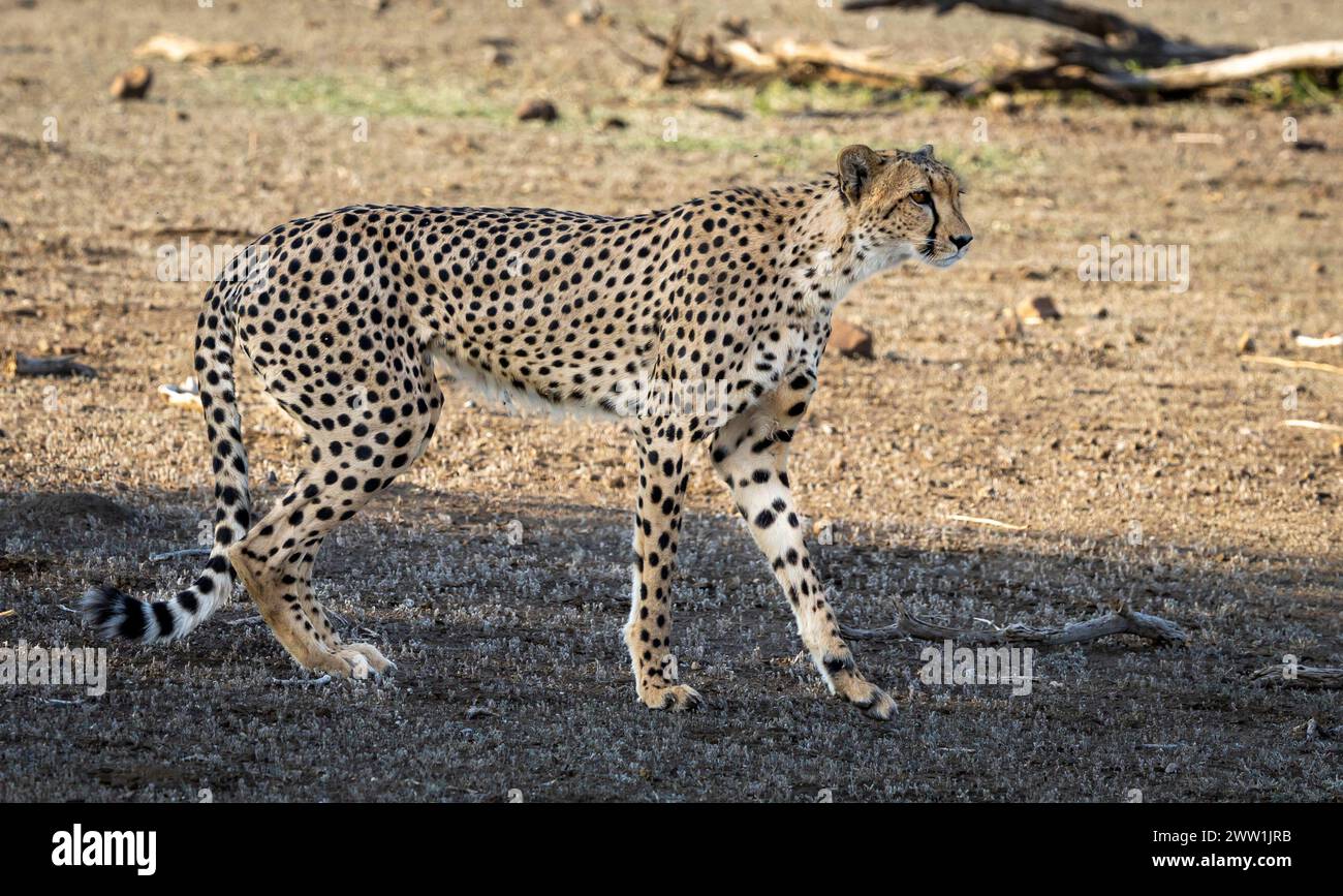 Gros plan d'un guépard au Botswana, en Afrique Banque D'Images