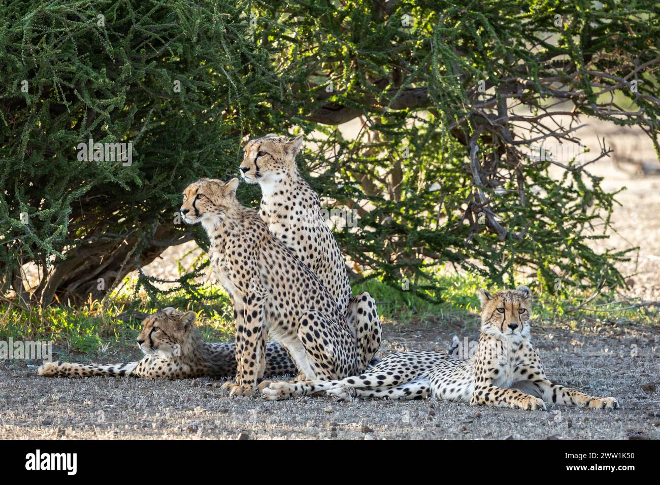 Famille de Cheetah au Botswana, Afrique Banque D'Images