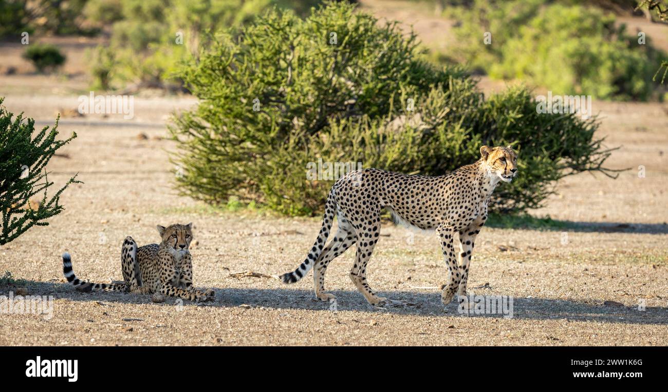 Famille de Cheetah au Botswana, Afrique Banque D'Images