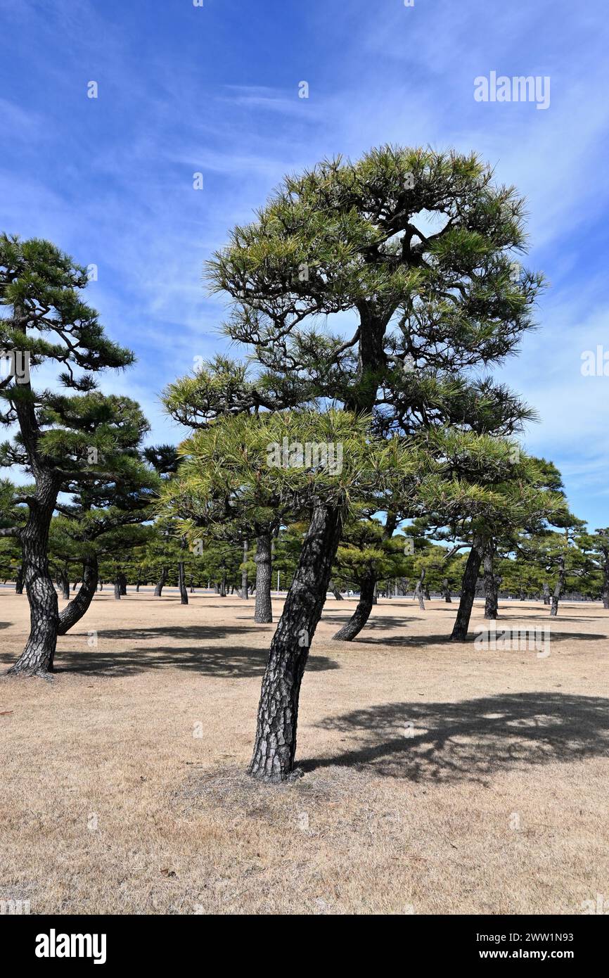 PIN japonais (Pinus thunbergii) dans le jardin national de Kokyo Gaien (Kokyogaien) – Chiyoda, Tokyo, Japon – 28 février 2024 Banque D'Images
