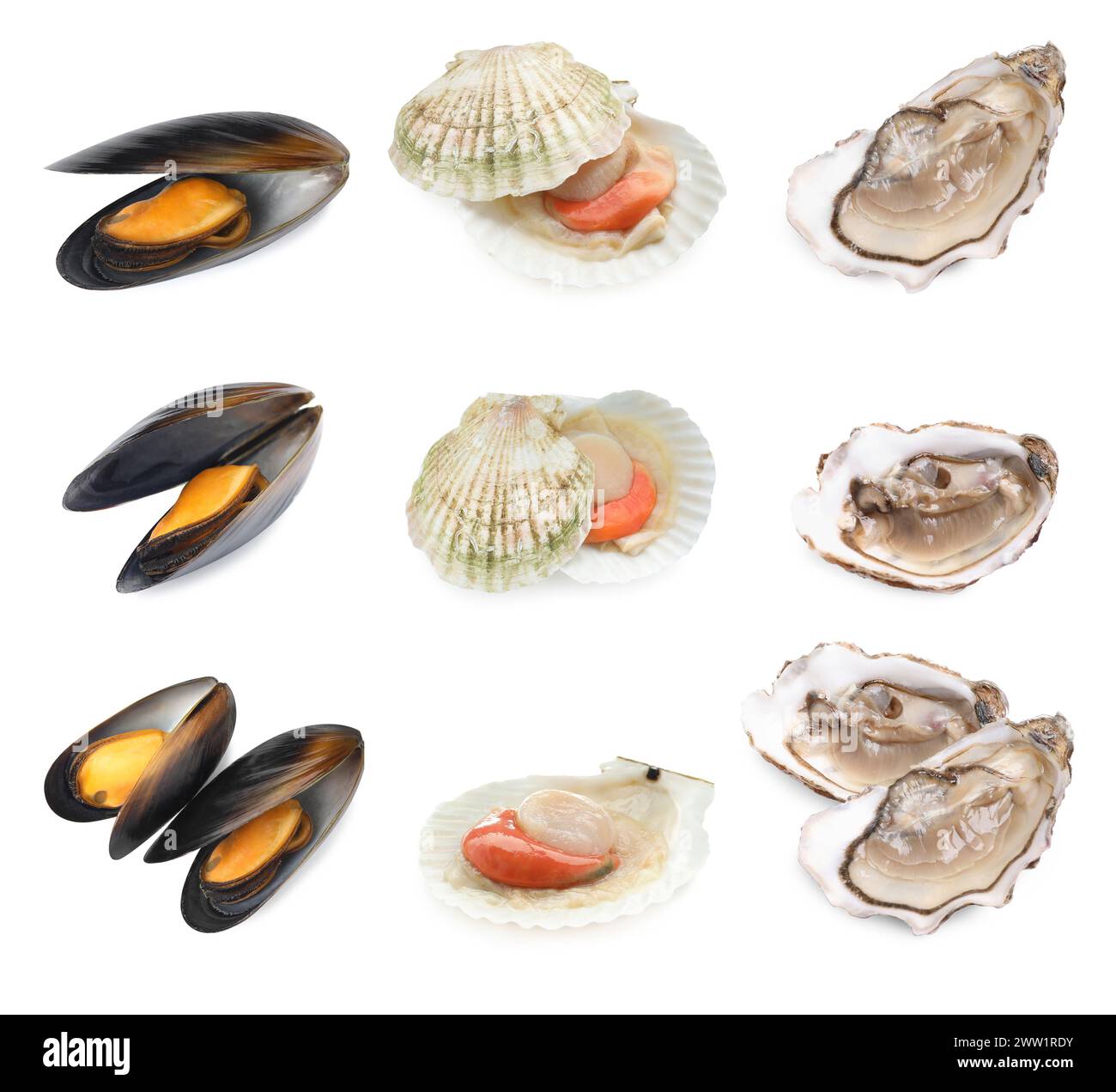 Coquilles Saint-Jacques fraîches, moules et huîtres isolées sur blanc, serties Banque D'Images