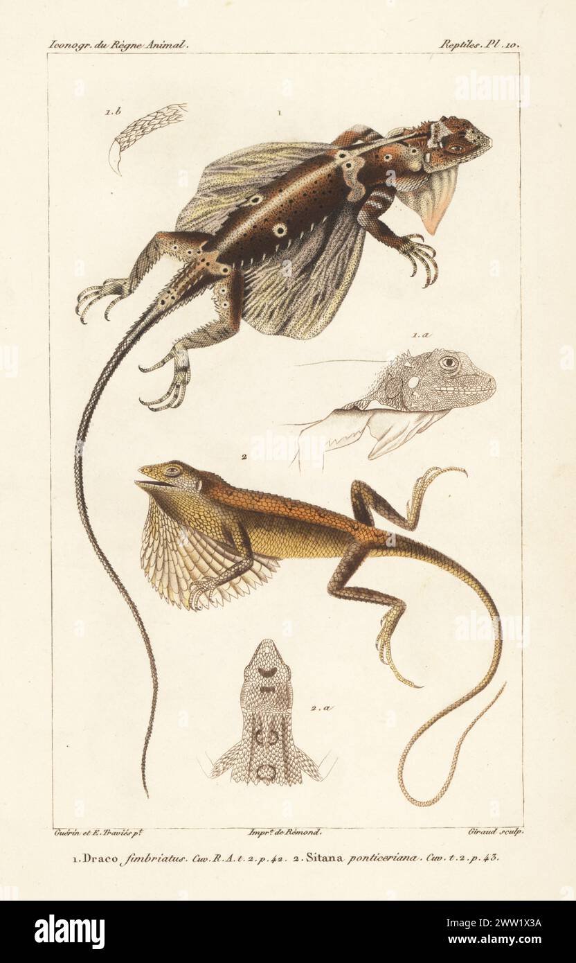 Dragon volant à franges ou lézard planant à crête, Draco fimbriatus 1, et lézard à gorge déployée de Pondichéry, Sitana ponticeriana. Gravure sur cuivre à pointillés en couleur main par Eugène Giraud d’après une illustration de Felix-Edouard Guérin-Méneville et Edouard voyages de Guérin-Méneville de l’iconographie du règne animal de George Cuvier, iconographie du Royaume animal de George Cuvier, J. B. Baillière, Paris, 1829-1844. Banque D'Images