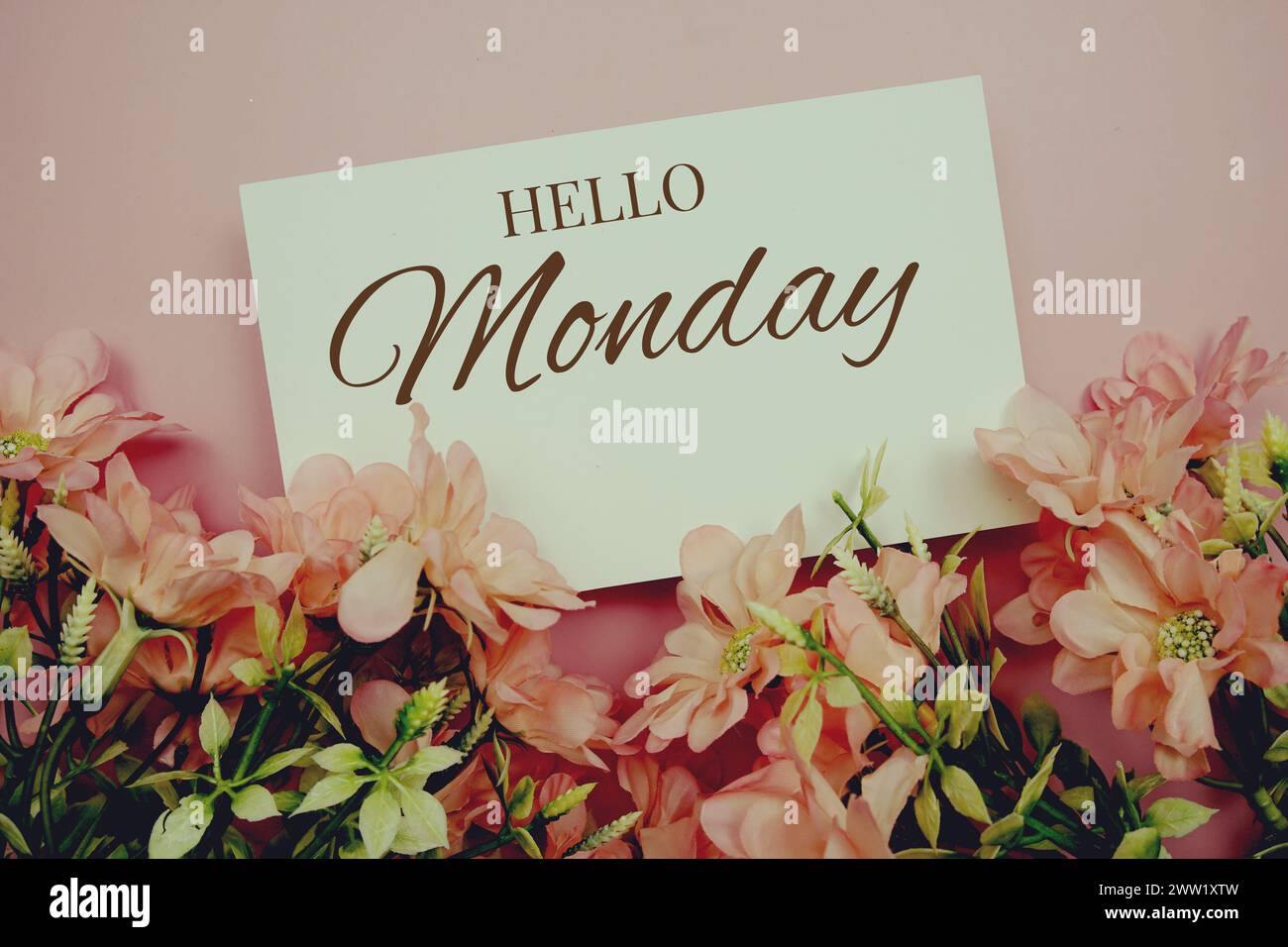 Bonjour lundi texte typographique avec fleurs sur fond rose Banque D'Images