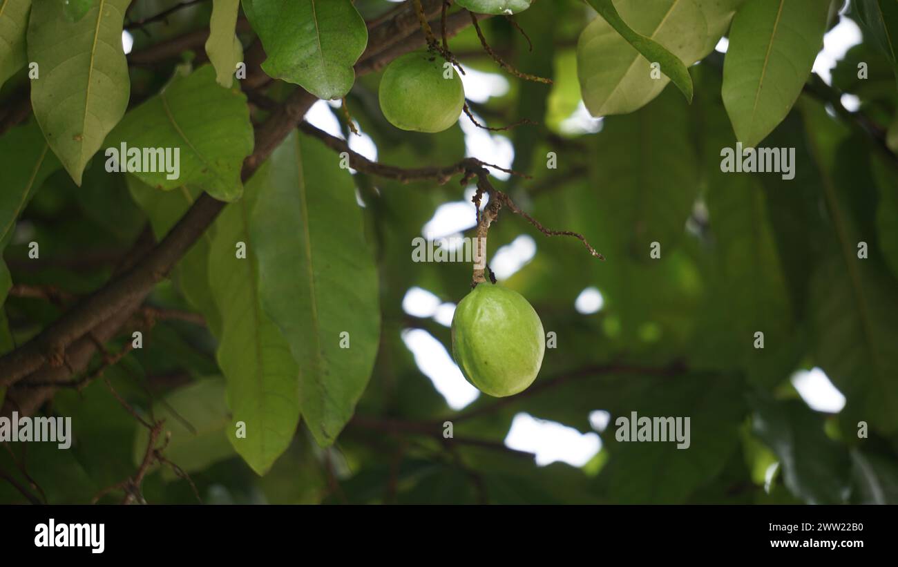 Terminalia catappa sur la nature. Également appelé amande de pays, amande de mer et amande tropicale Banque D'Images Terminalia catappa sur la nature. Également appelé amande de pays, amande de mer et amande tropicale Banque D'Images