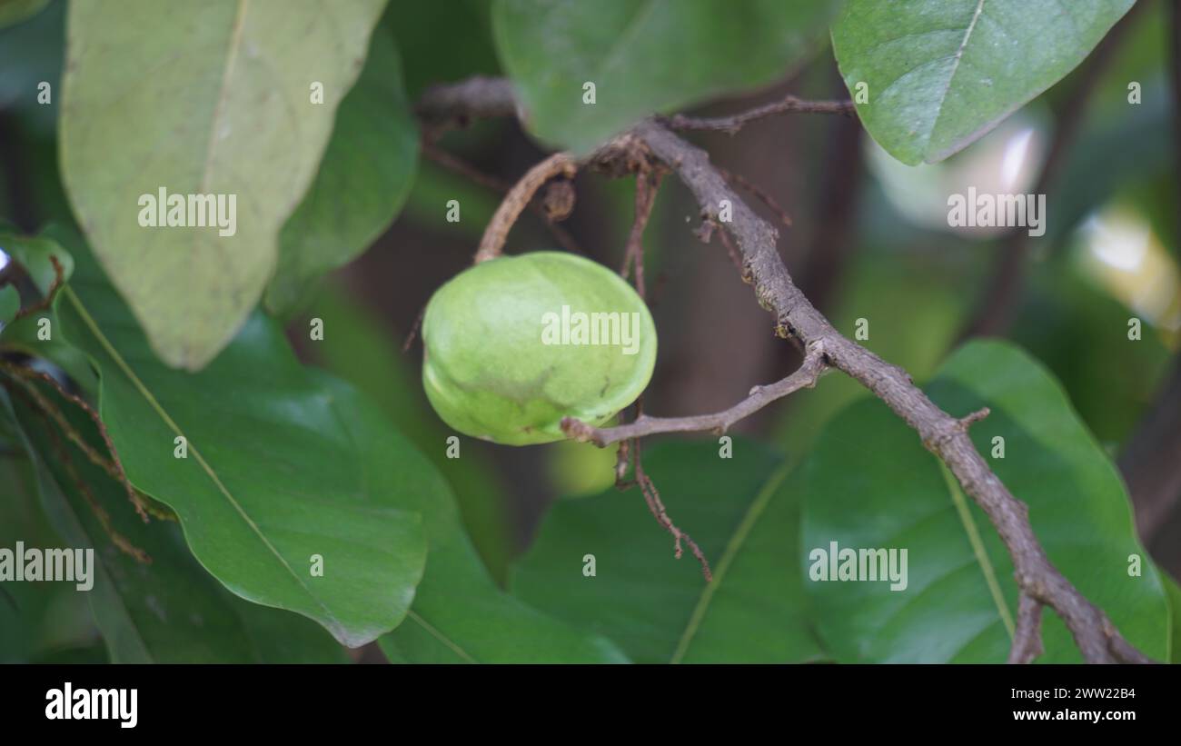 Terminalia catappa sur la nature. Également appelé amande de pays, amande de mer et amande tropicale Banque D'Images Terminalia catappa sur la nature. Également appelé amande de pays, amande de mer et amande tropicale Banque D'Images