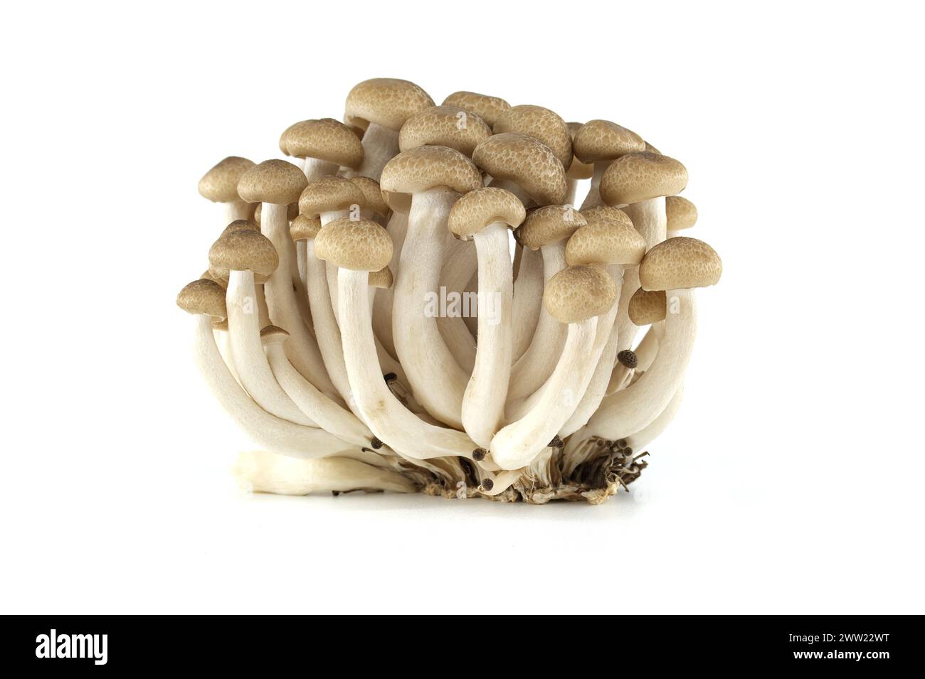 Champignons de hêtre brun fond blanc isolé, champignons Shimeji (Hypsizygus tessellatus) Banque D'Images