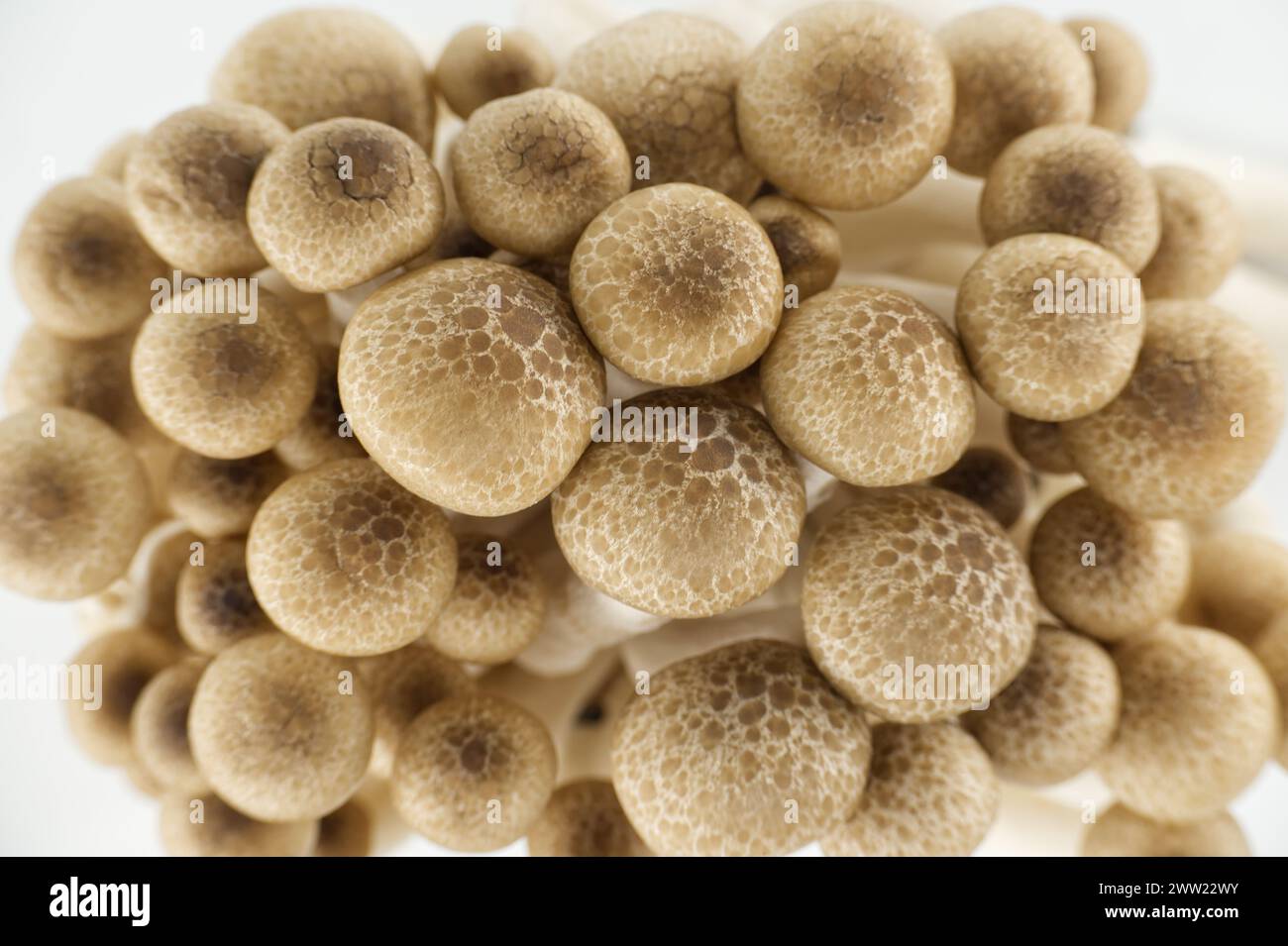 Groupe de champignons Shimeji dans différentes nuances de brun, champignons de hêtre (Hypsizygus tessellatus) Banque D'Images